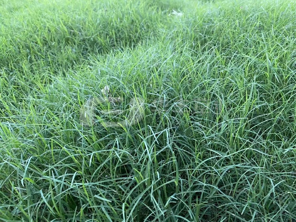 草坪建植的方法主要分為哪兩種？