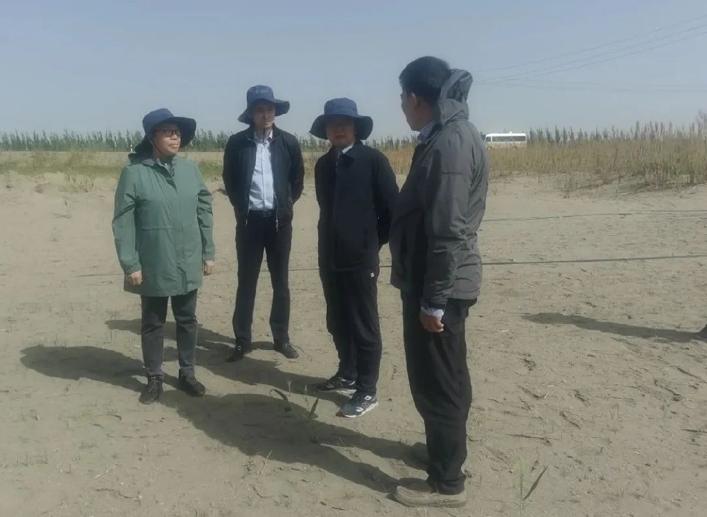 中國科學(xué)院曹曉風(fēng)院士五一期間，不辭辛苦，親臨指導(dǎo)“田菁”在沙漠鹽堿地種植